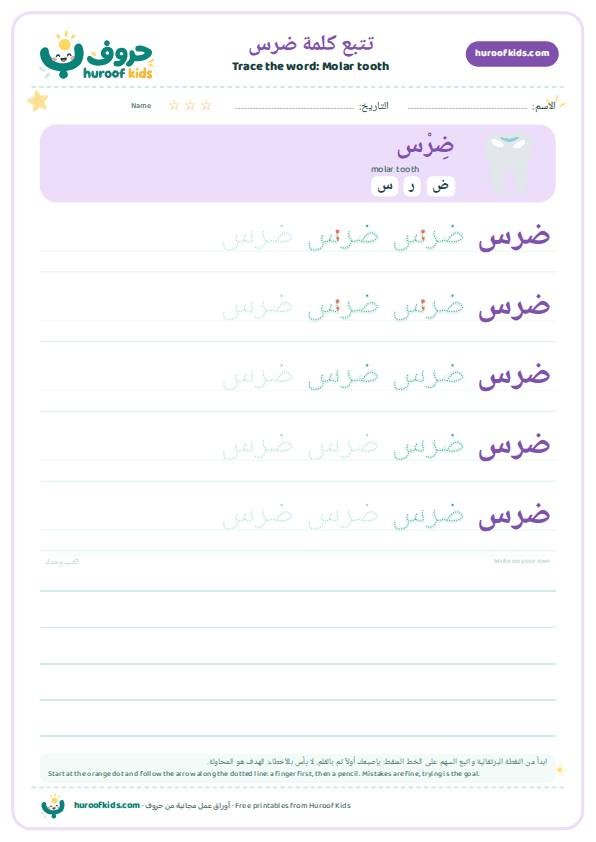 Molar tooth in Arabic: ضرس – huroofkids.com