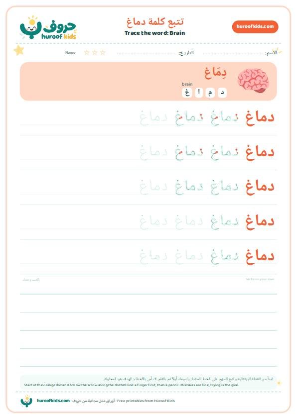 Brain in Arabic: دماغ – huroofkids.com